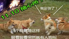 最新式的獵兔燈，照亮狩獵之路的新伙伴