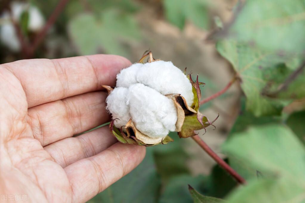 棉花期貨價(jià)格最新行情分析